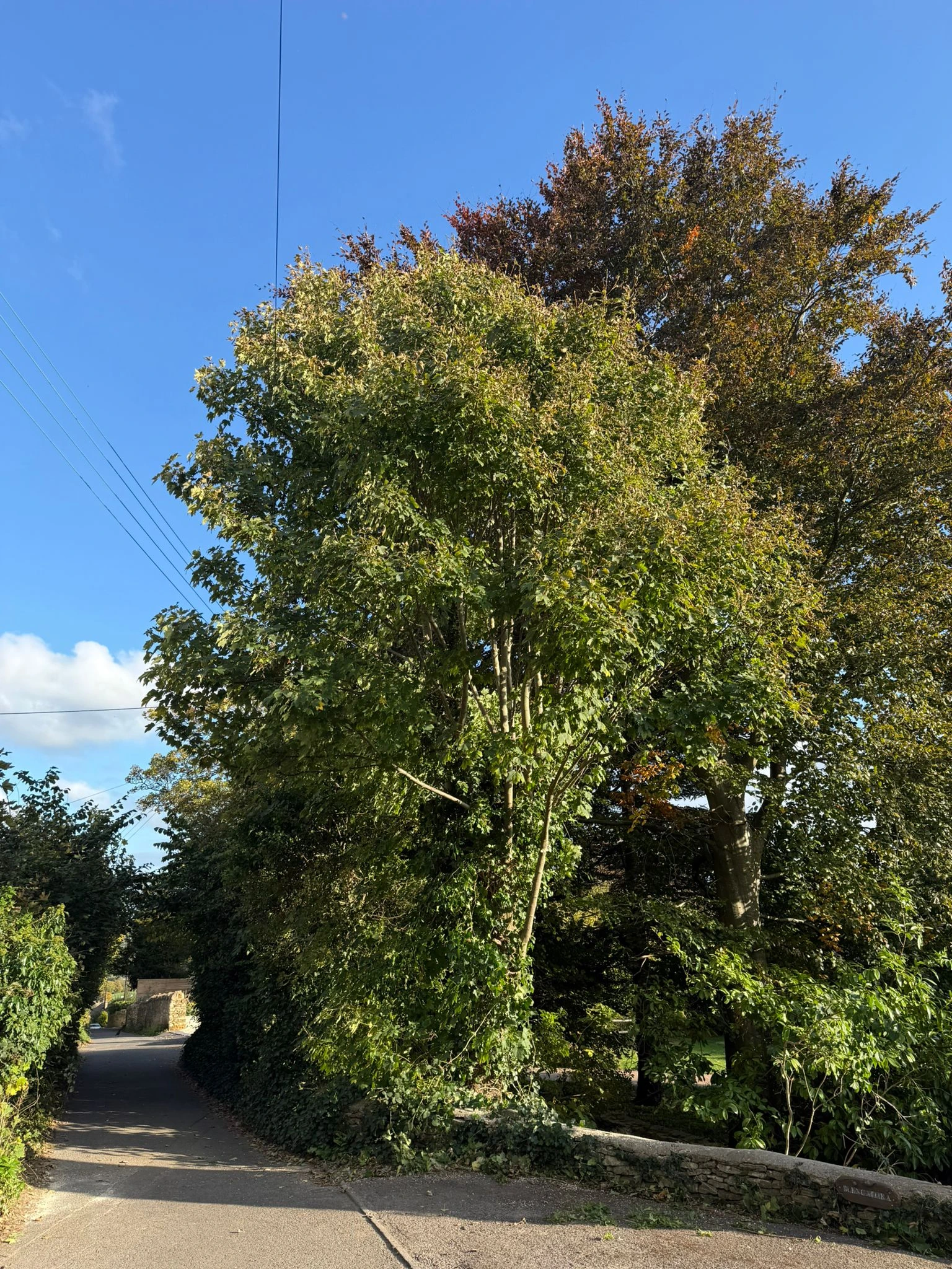 Crown Thinning & Lifting - real work by Wood Lane Treeworks in Gloucestershire