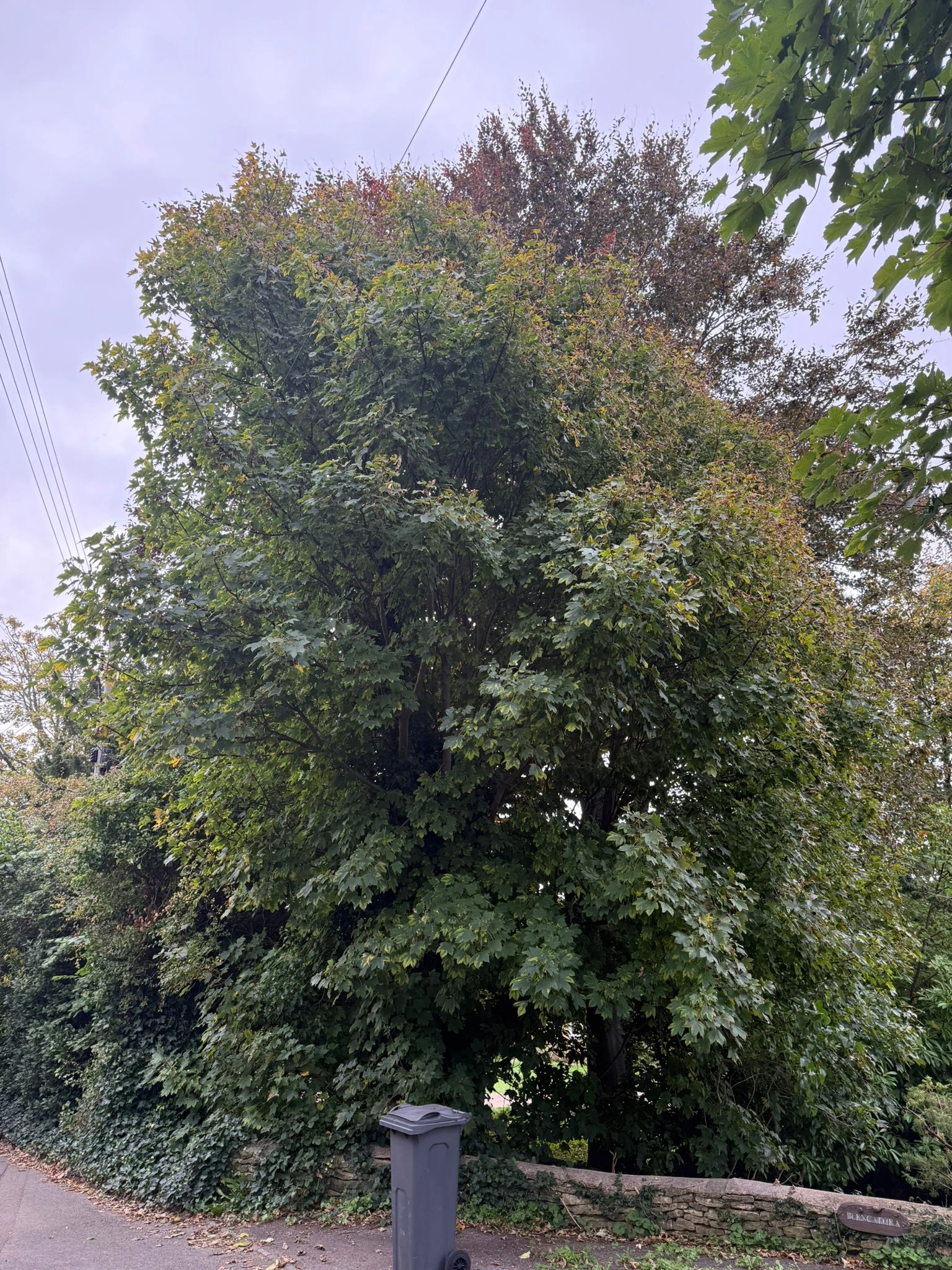 Crown Lift & Thin before - Professional tree work in Gloucestershire
