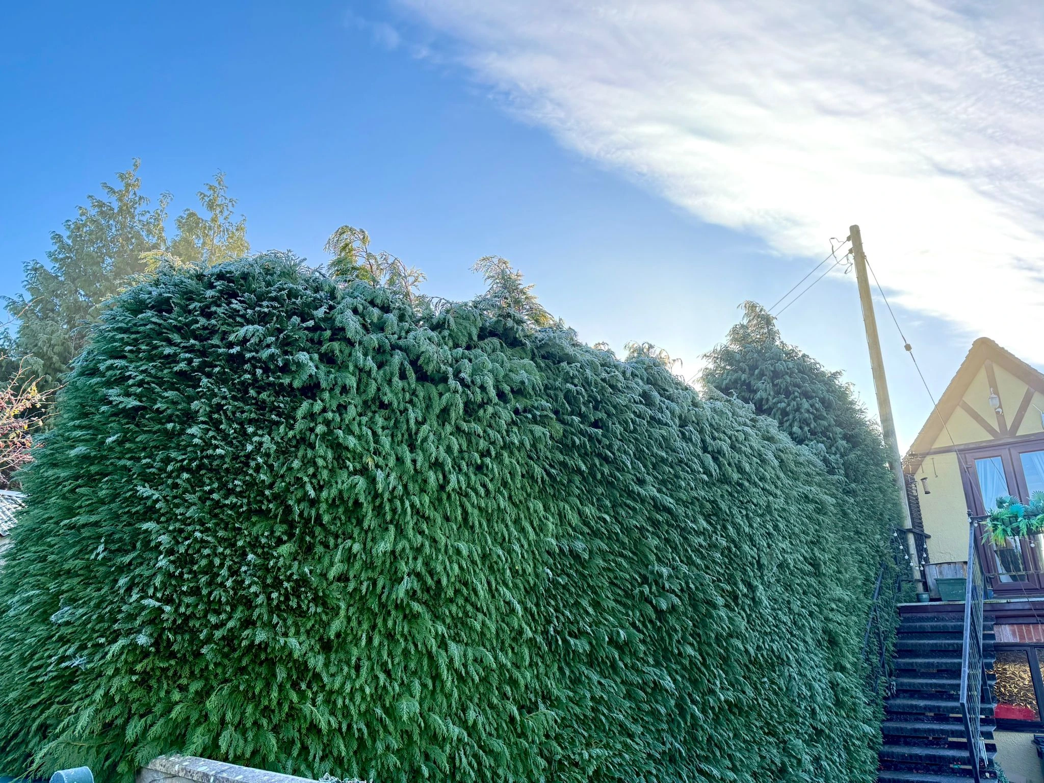 Recent tree work in Worcester