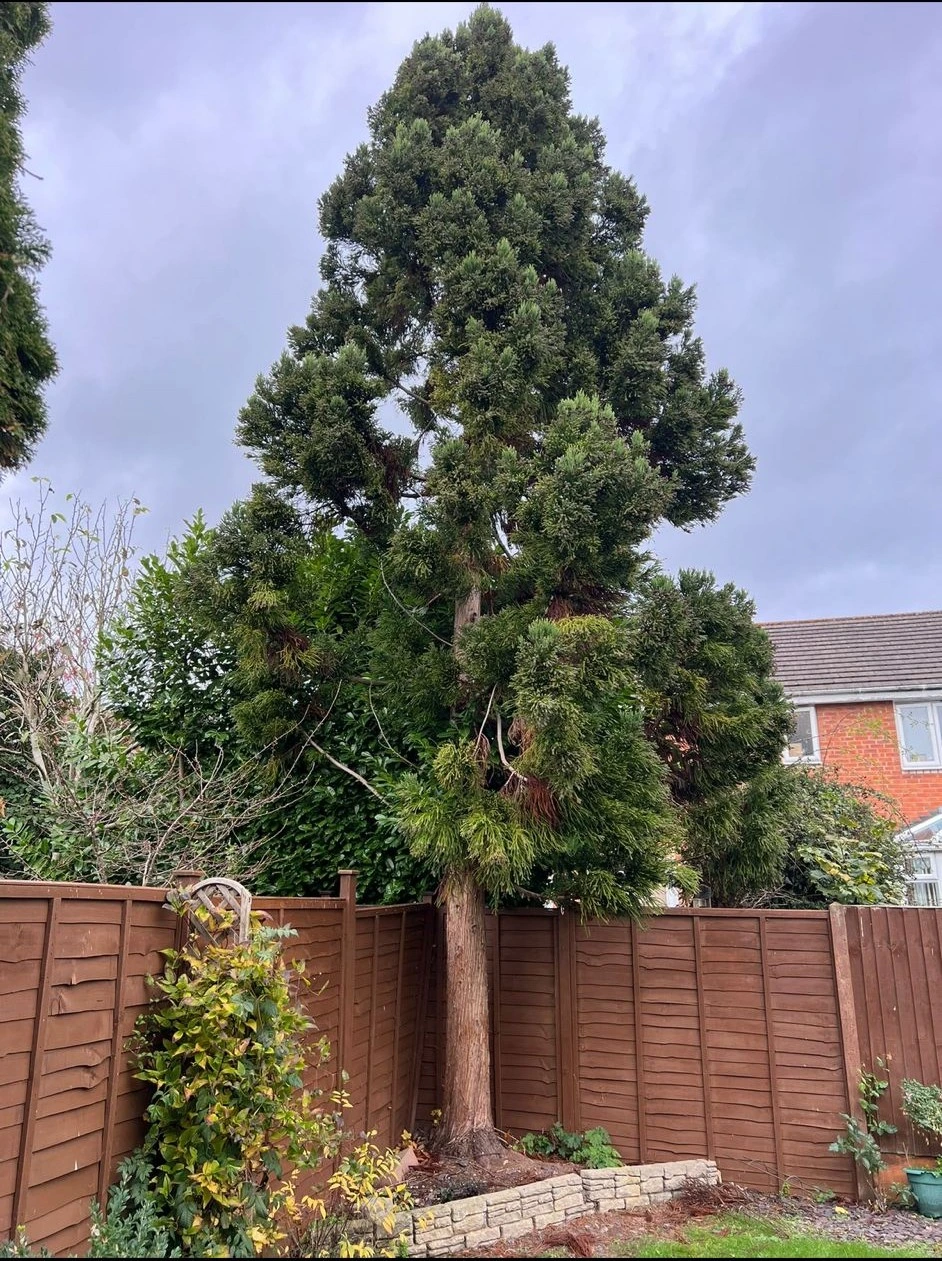 Stump Grinding Project before - Professional tree work in Gloucestershire