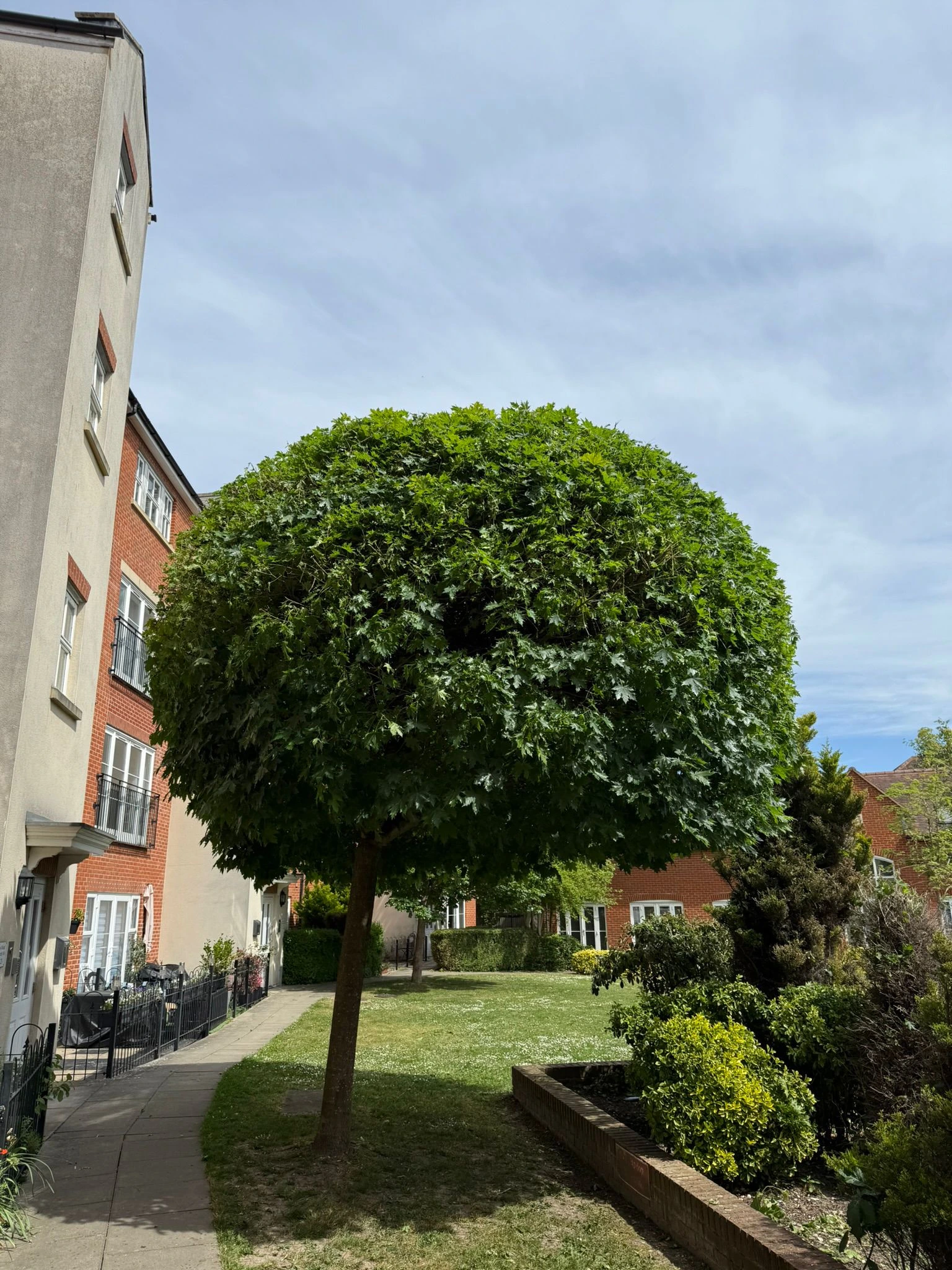 Tree Reductions & Pruning