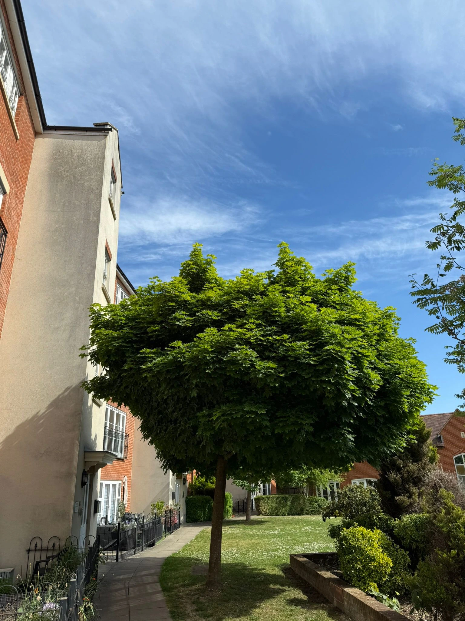 Tree Reduction & Pruning before - Professional tree work in Gloucestershire