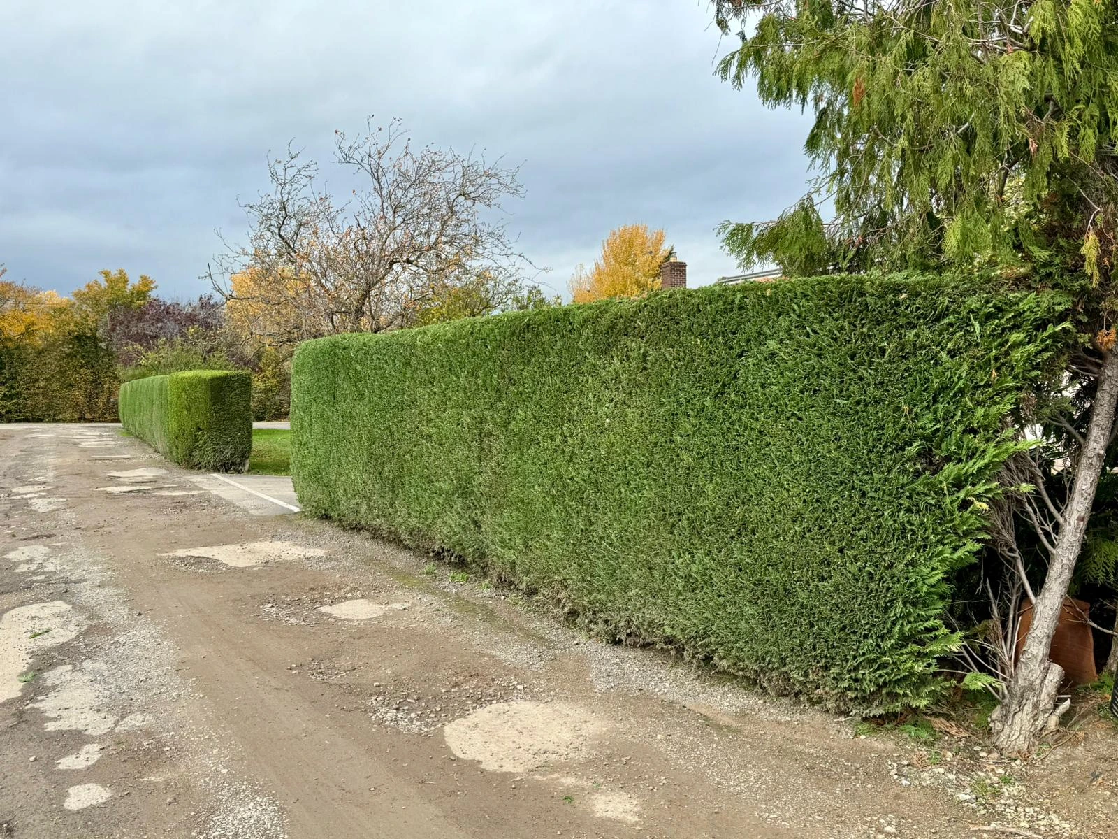 Hedge Trimming & Reductions - real work by Wood Lane Treeworks in Gloucestershire