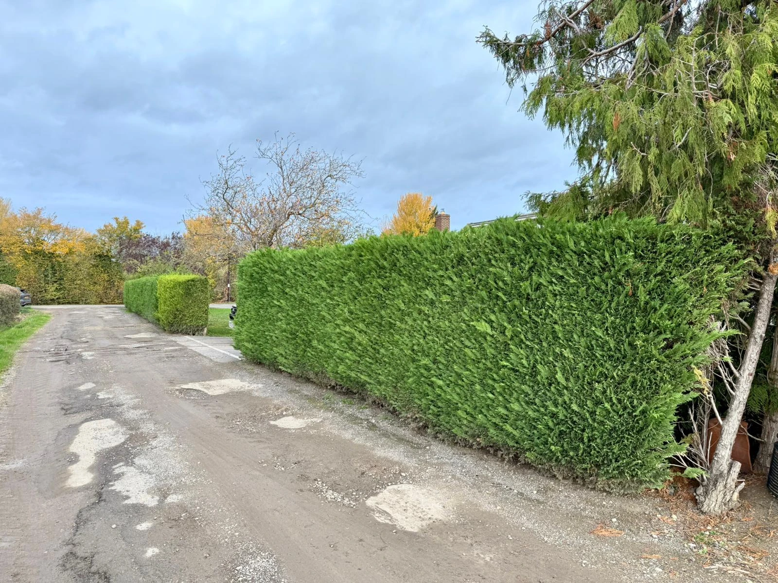 Hedge Trimming & Reduction before - Professional tree work in Gloucestershire