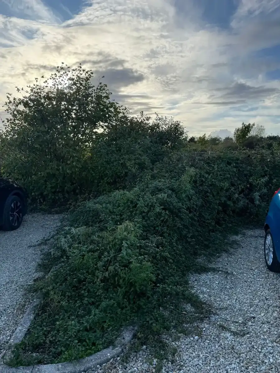 Garden Clearance Project 1 before - Professional tree work in Gloucestershire