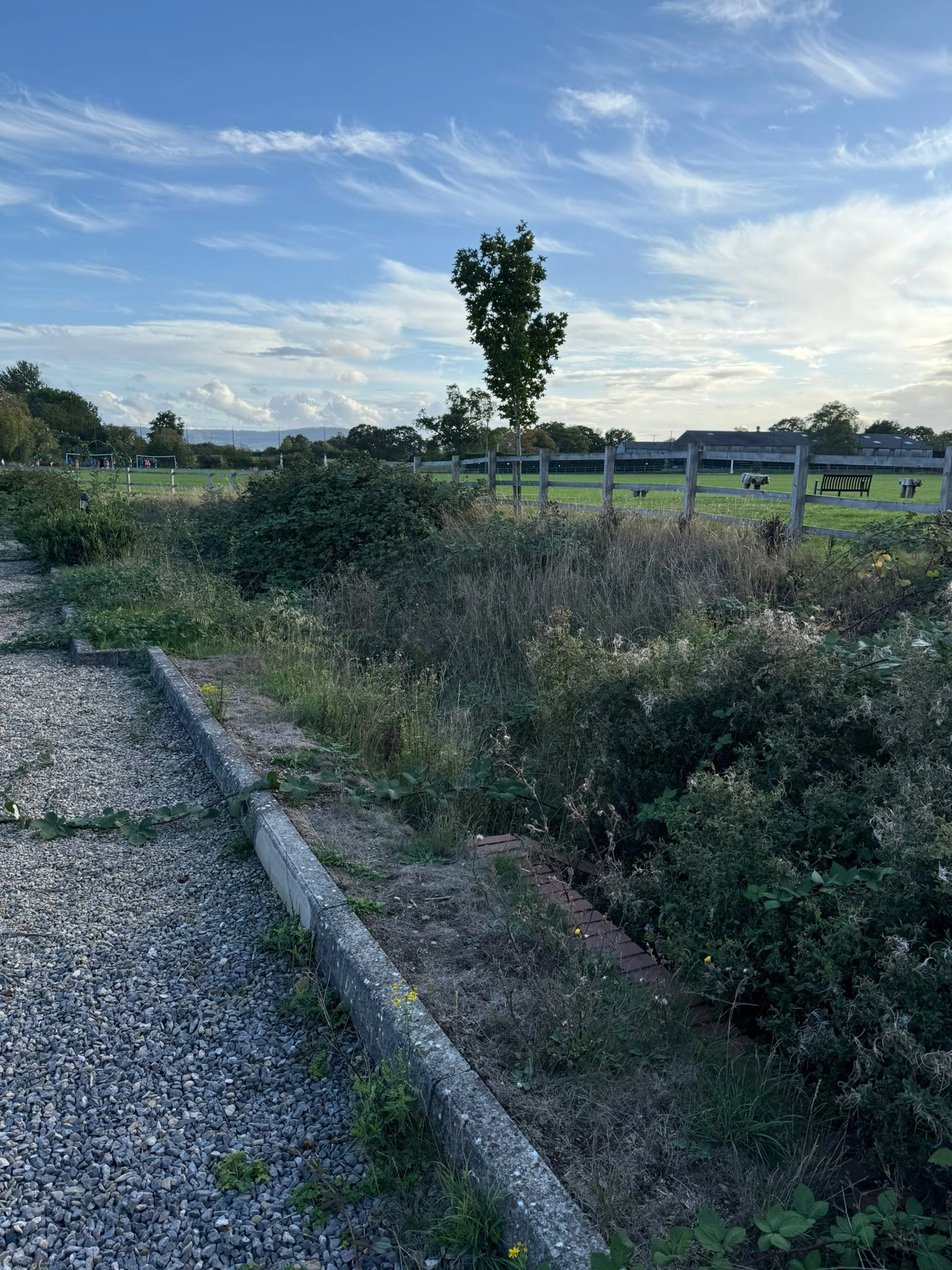 Garden Clearance Project 2 before - Professional tree work in Gloucestershire