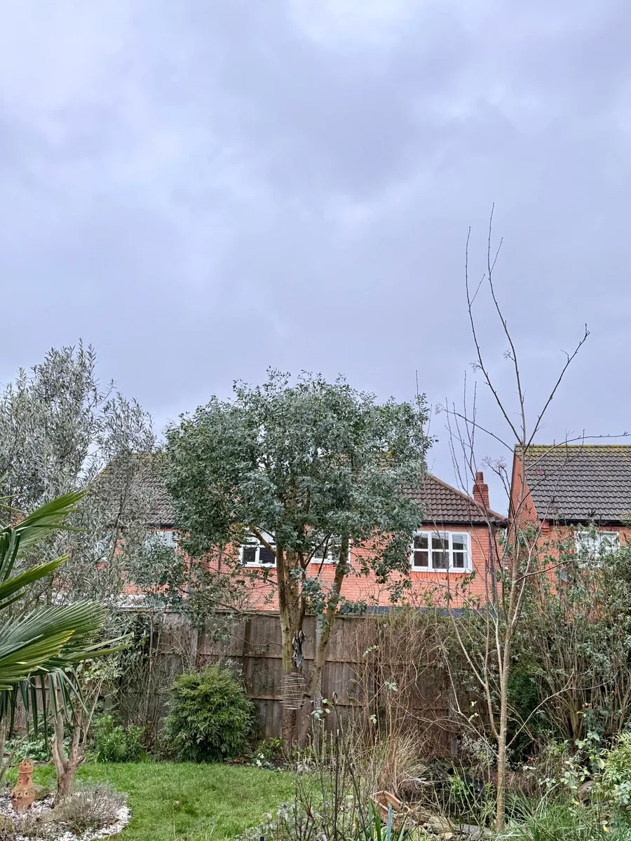 Tree Reduction Project 2 after - Professional results in Gloucestershire