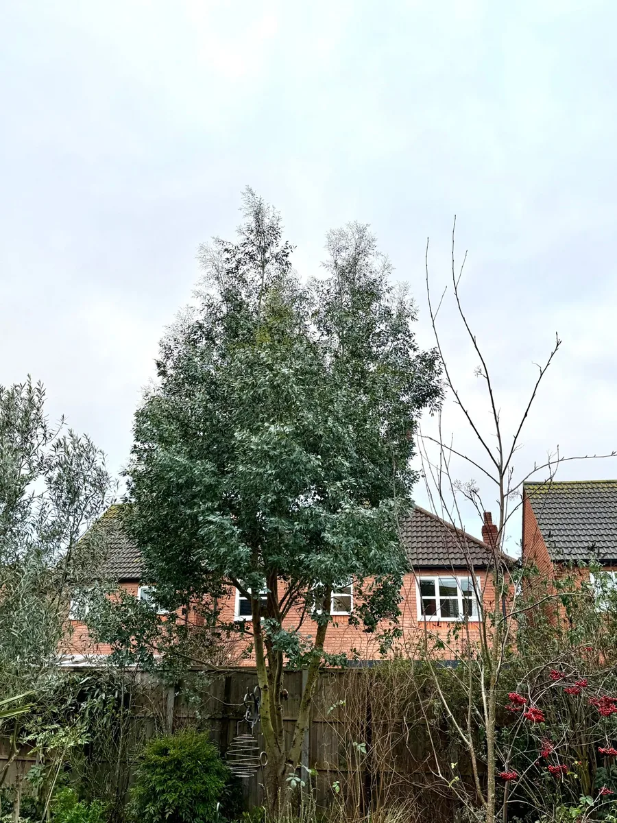 Tree Reduction Project 2 before - Professional tree work in Gloucestershire