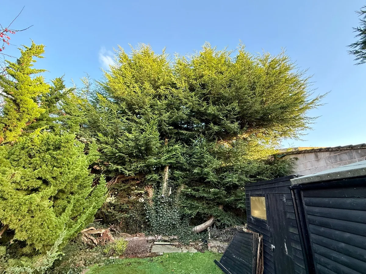 Tree Reduction Project 3 before - Professional tree work in Gloucestershire