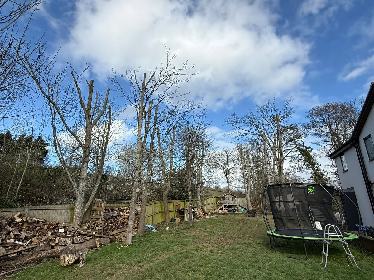 Tree Reduction Project 3 after - Professional results in Gloucestershire