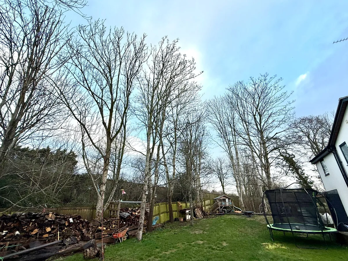 Tree Reduction Project 3 before - Professional tree work in Gloucestershire