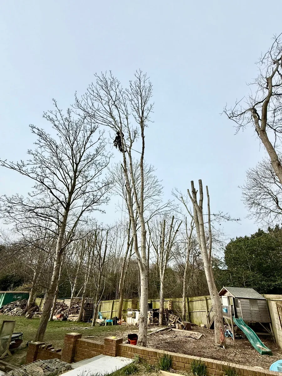 Recent tree work in Tewkesbury