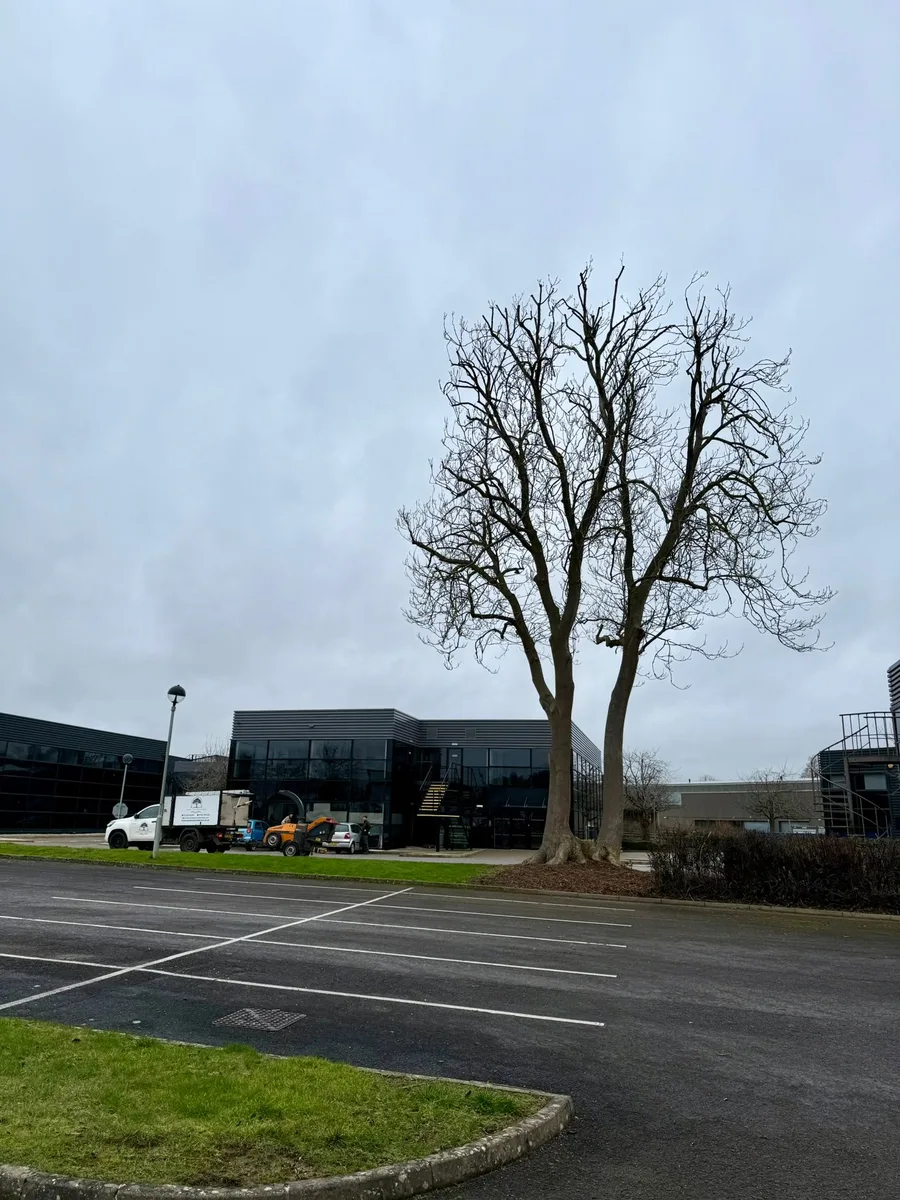 Professional tree surgery work in Gloucester, Gloucestershire
