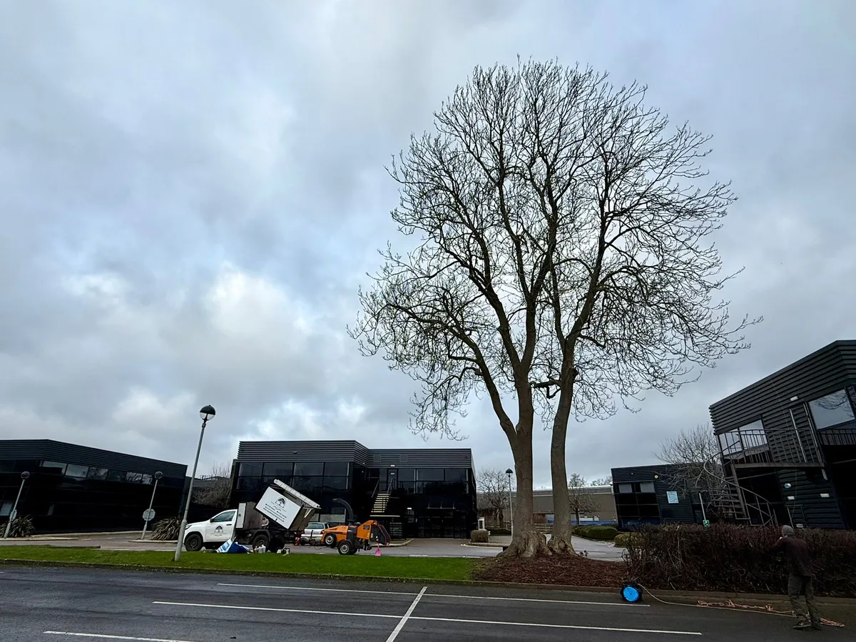Tree Reduction Project 4 before - Professional tree work in Gloucestershire