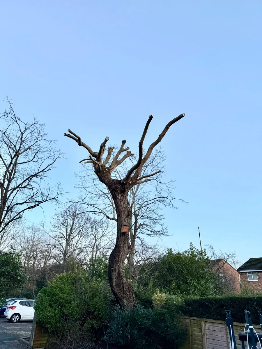 Tree Reduction Project 5 after - Professional results in Gloucestershire