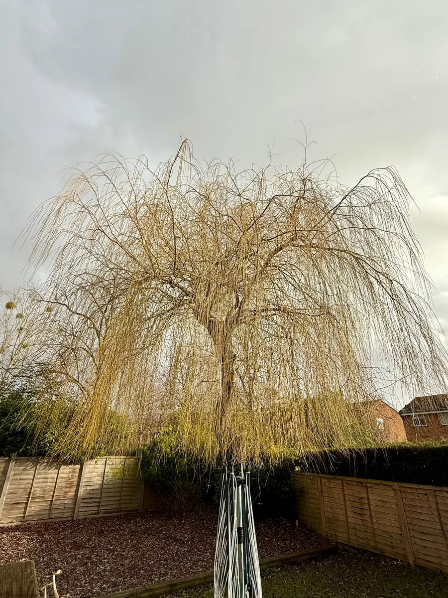 Tree Reduction Project 5 before - Professional tree work in Gloucestershire