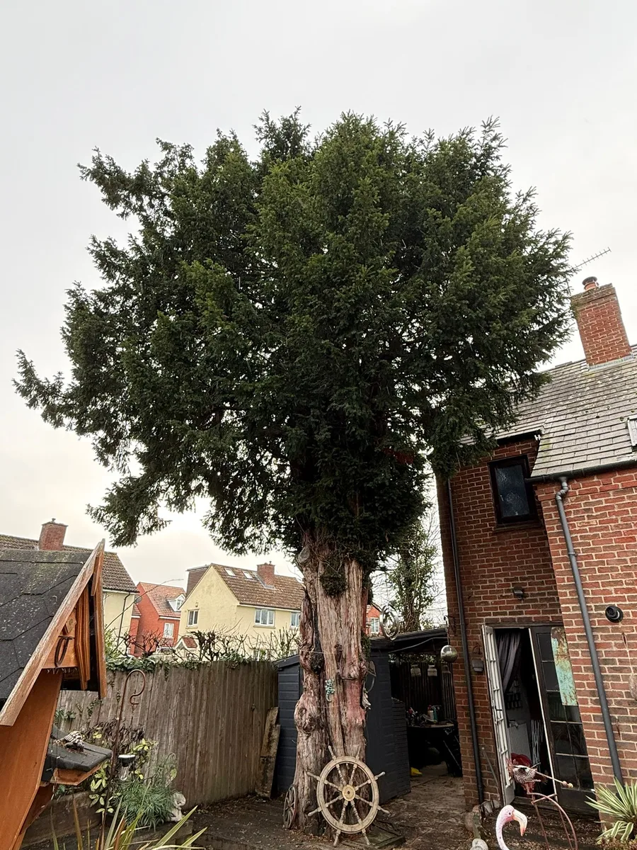 Tree Removal Project 3 before - Professional tree work in Gloucestershire