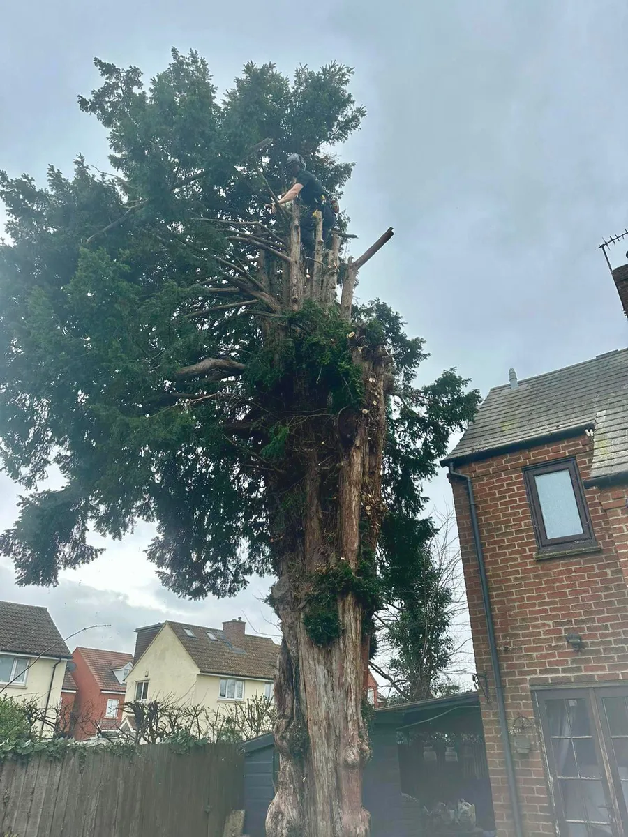 Tree Removal - During