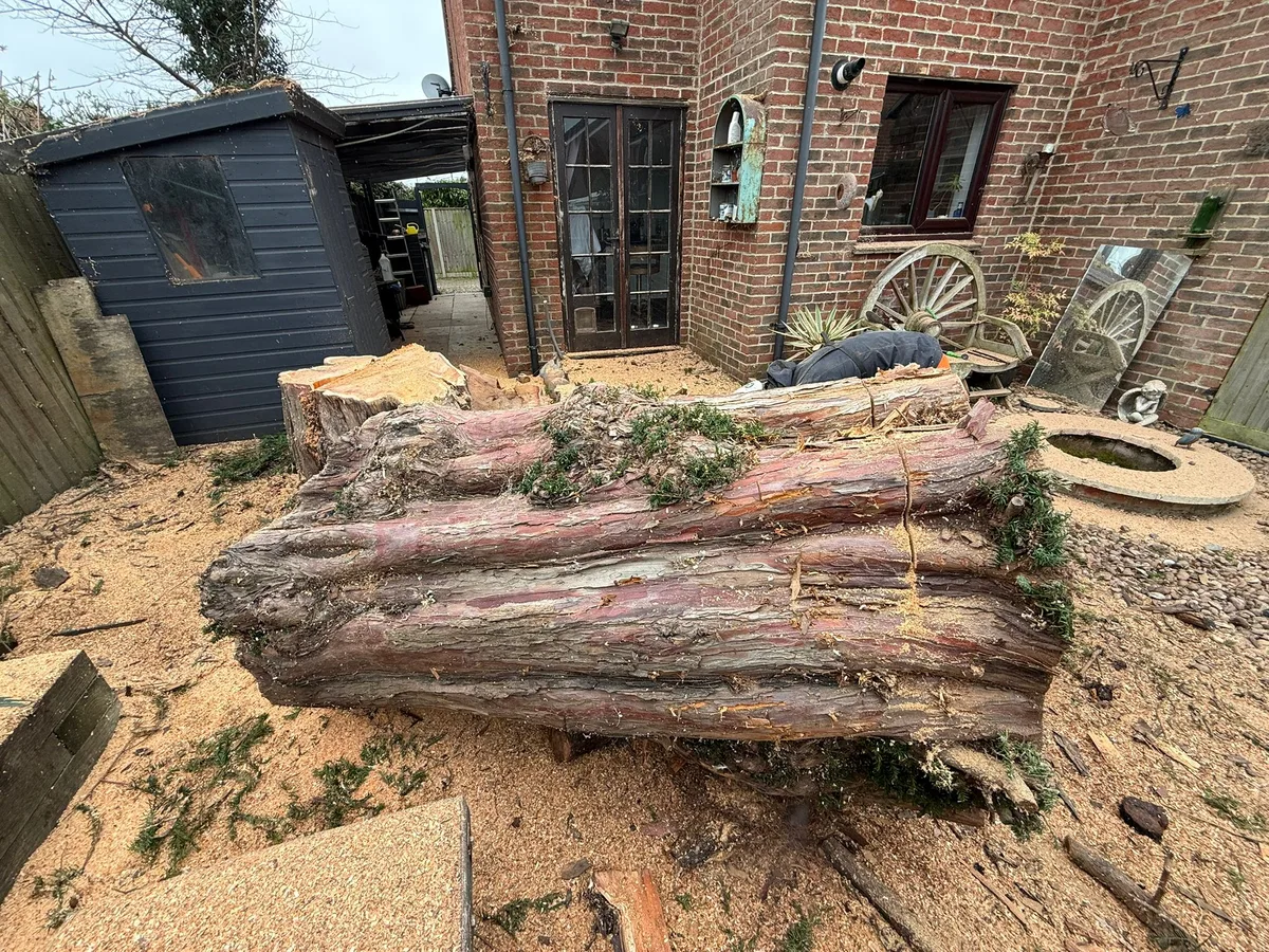 Tree Removal - During