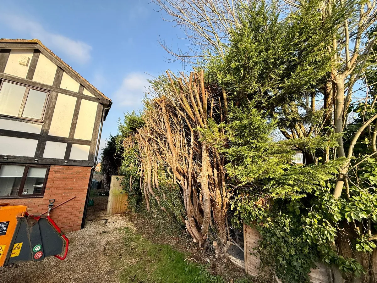 Tree Removal Project 4 before - Professional tree work in Gloucestershire