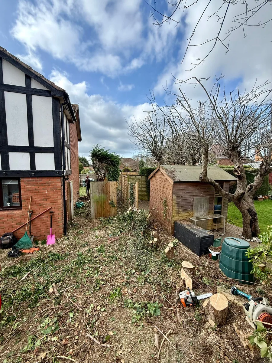 Tree Removal - During