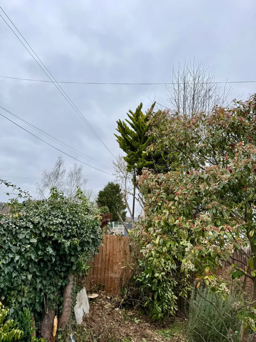 Tree Removal Project 5 after - Professional results in Gloucestershire
