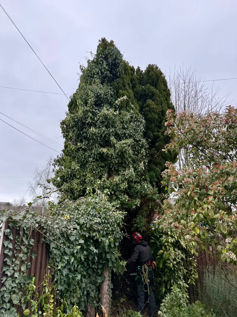 Tree Removal Project 5 before - Professional tree work in Gloucestershire