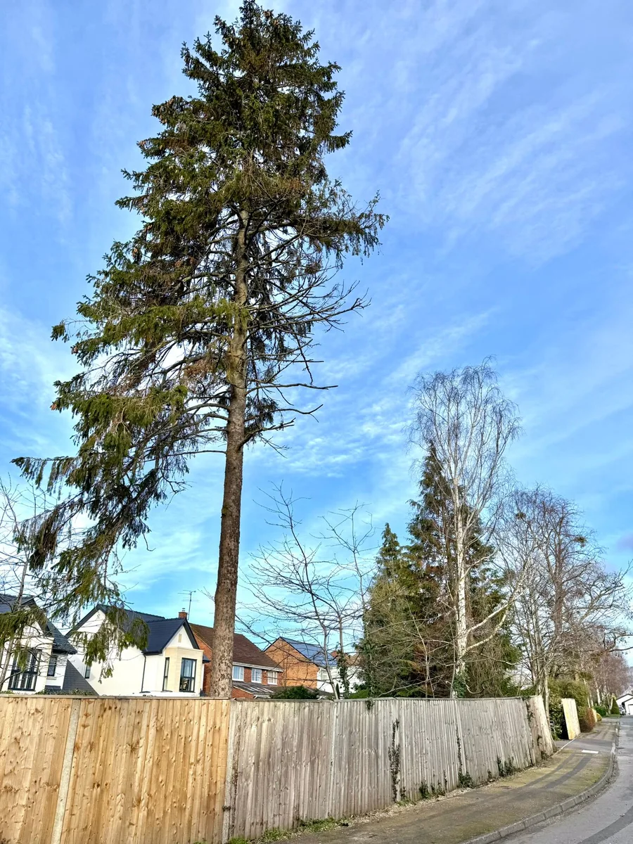 Tree Removal Project 6 after - Professional results in Gloucestershire