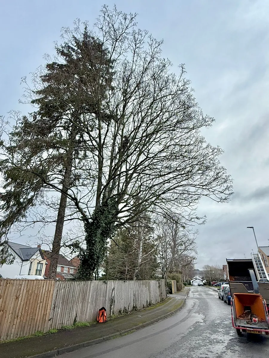 Tree Removal Project 6 before - Professional tree work in Gloucestershire