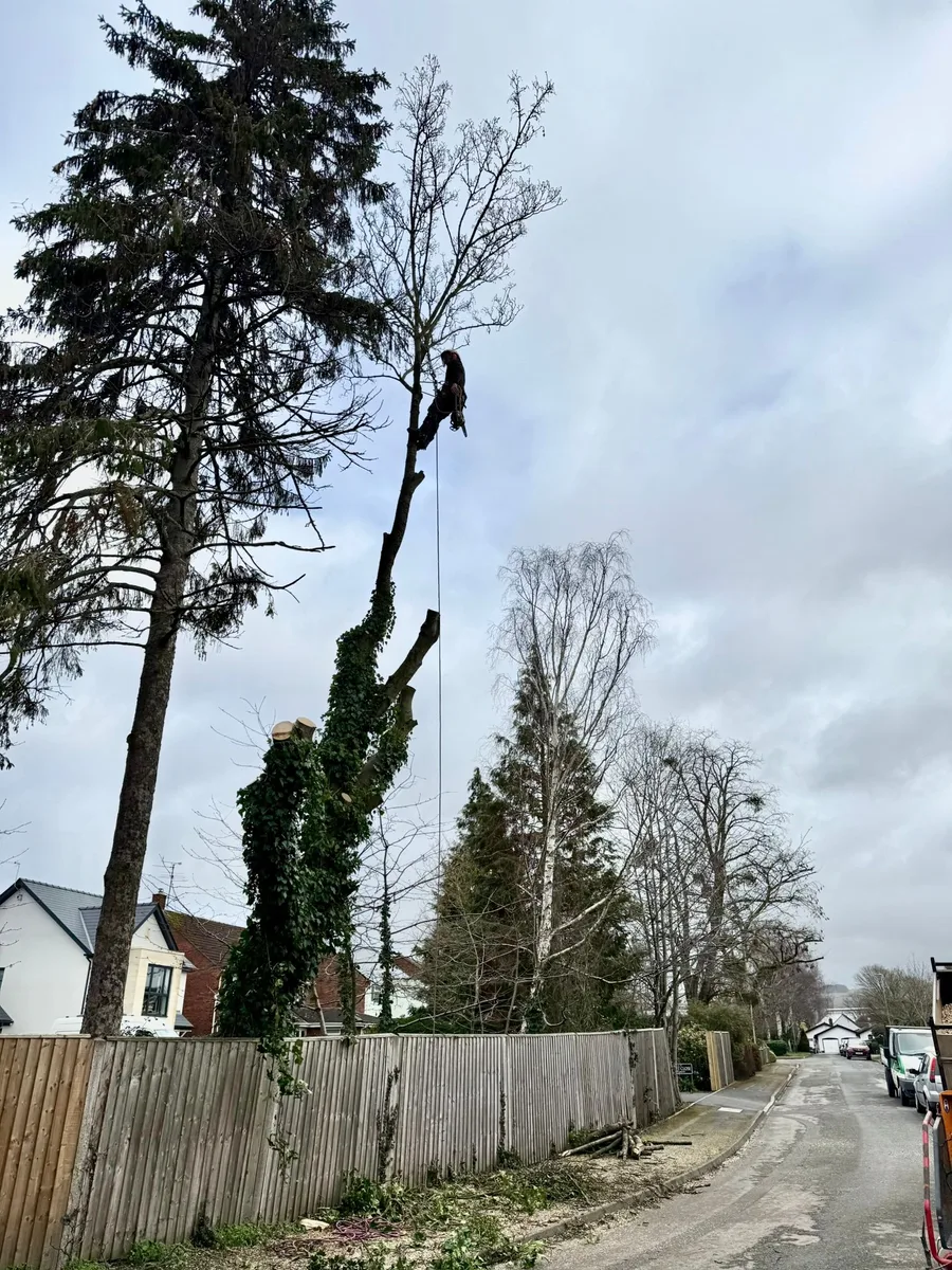 Tree work by Wood Lane Treeworks in Tewkesbury