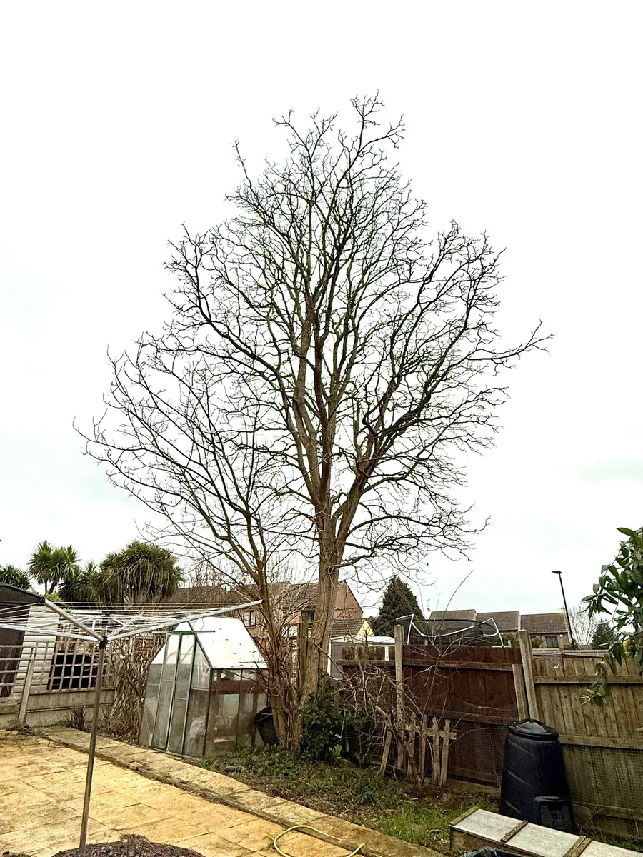 Tree Removal Project 7 before - Professional tree work in Gloucestershire