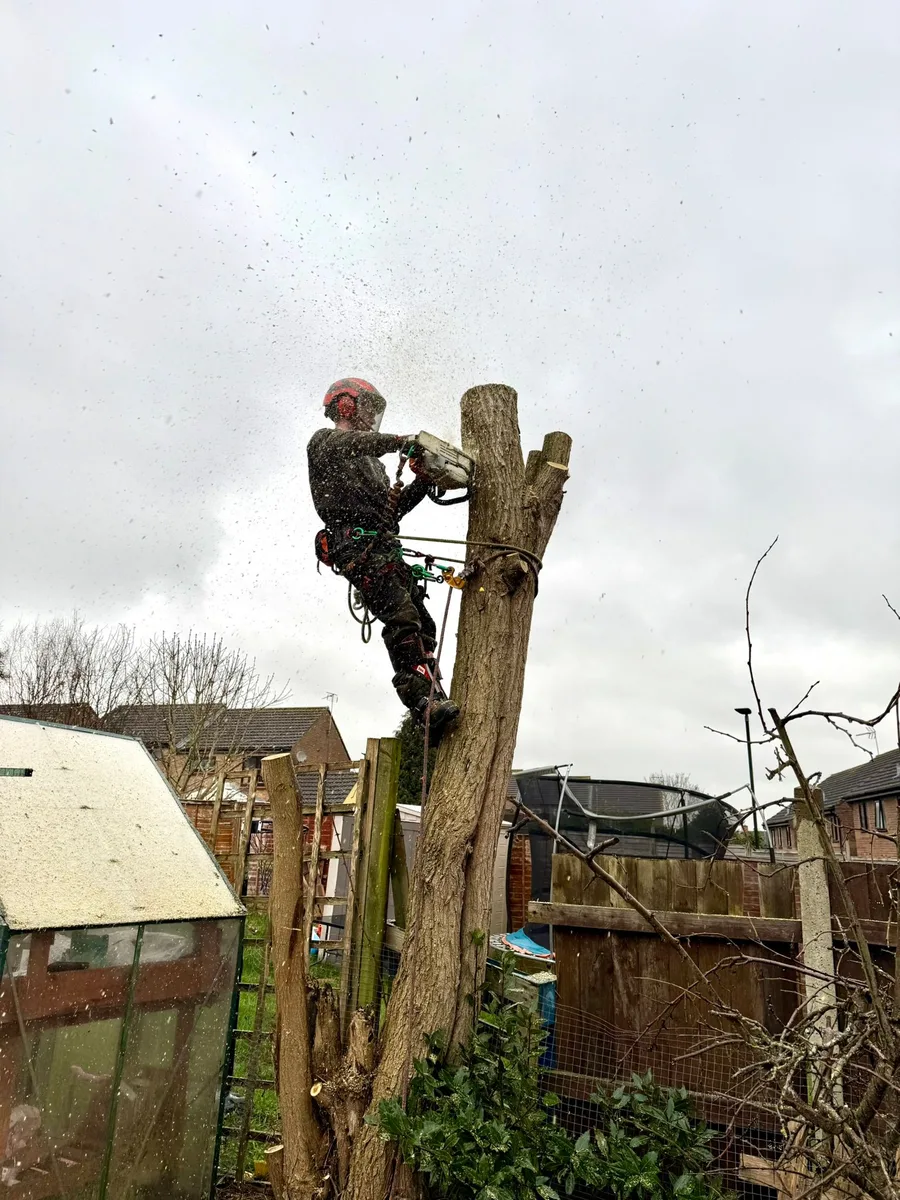 Tree Removal - During