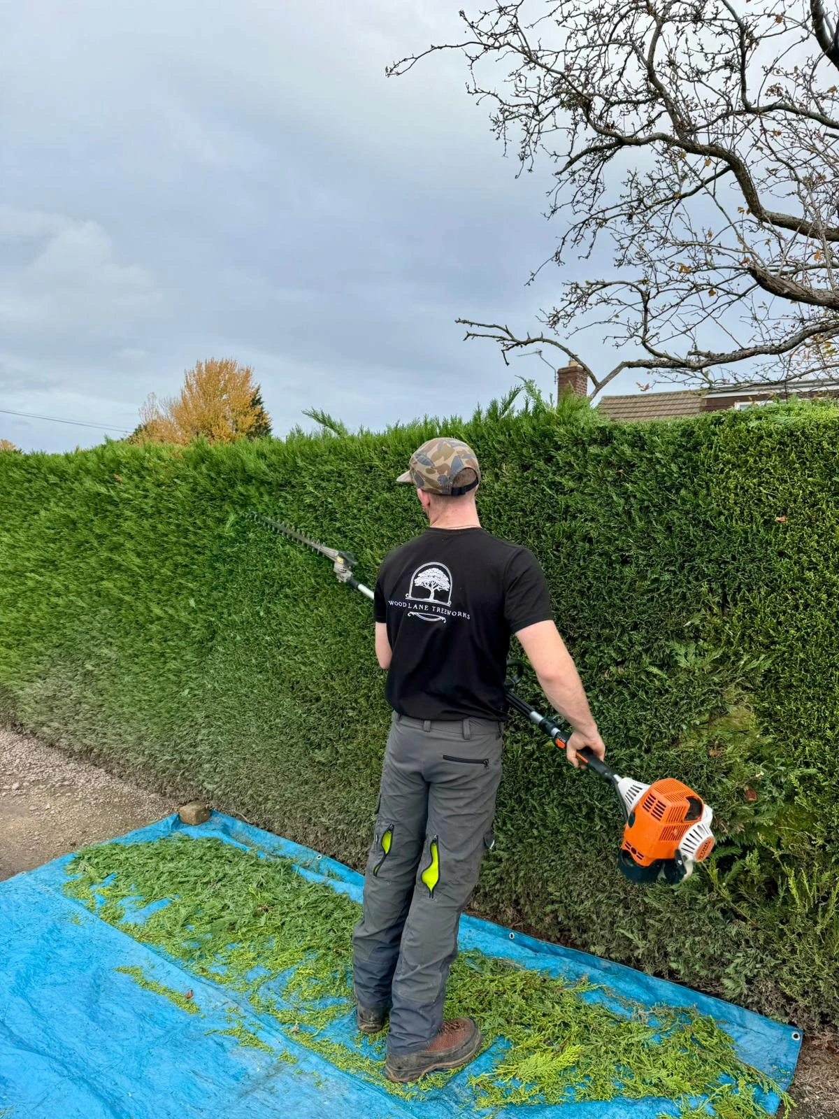 Recent tree work in Cirencester