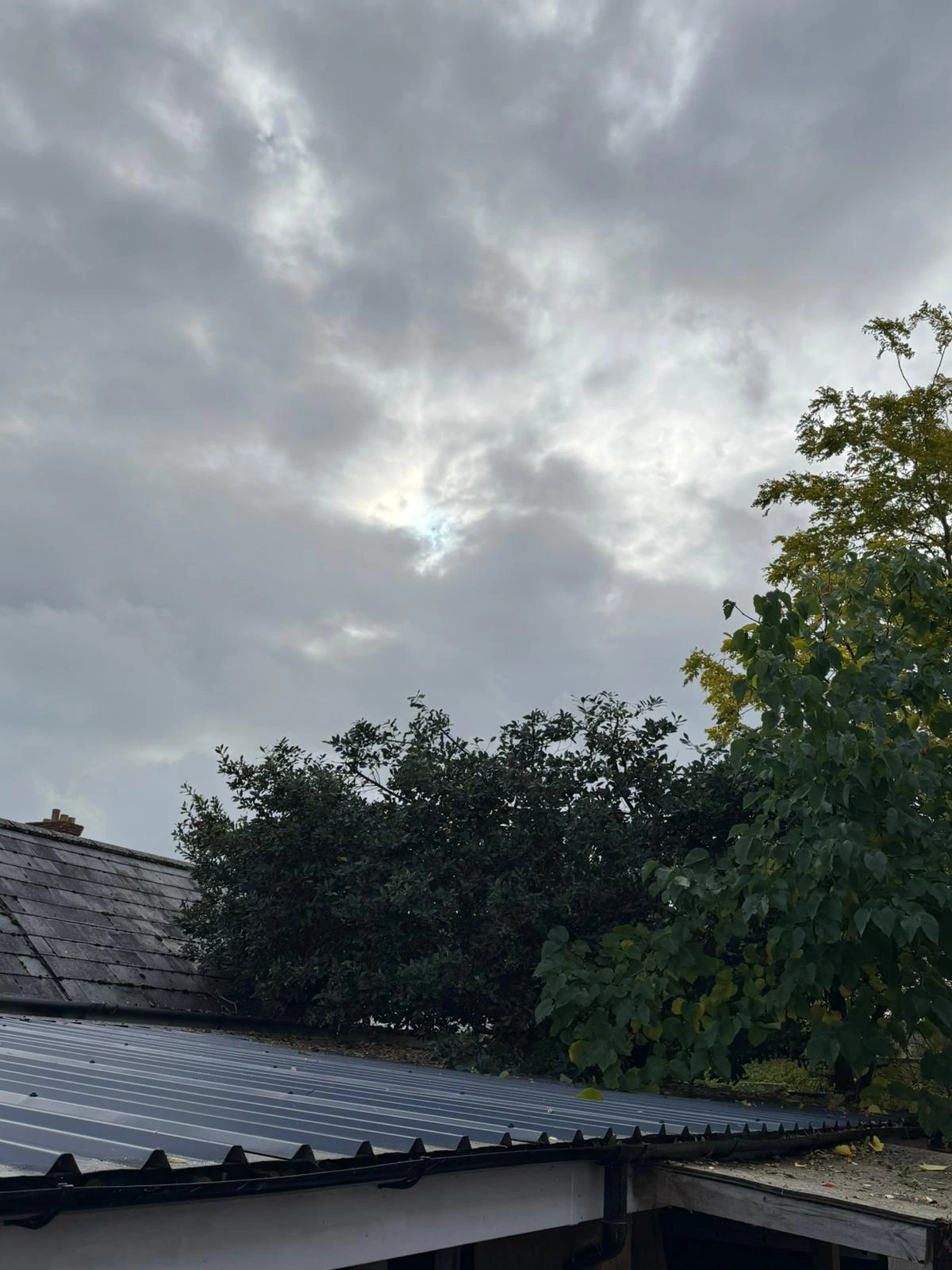 Tree Reduction after - Professional results in Gloucestershire