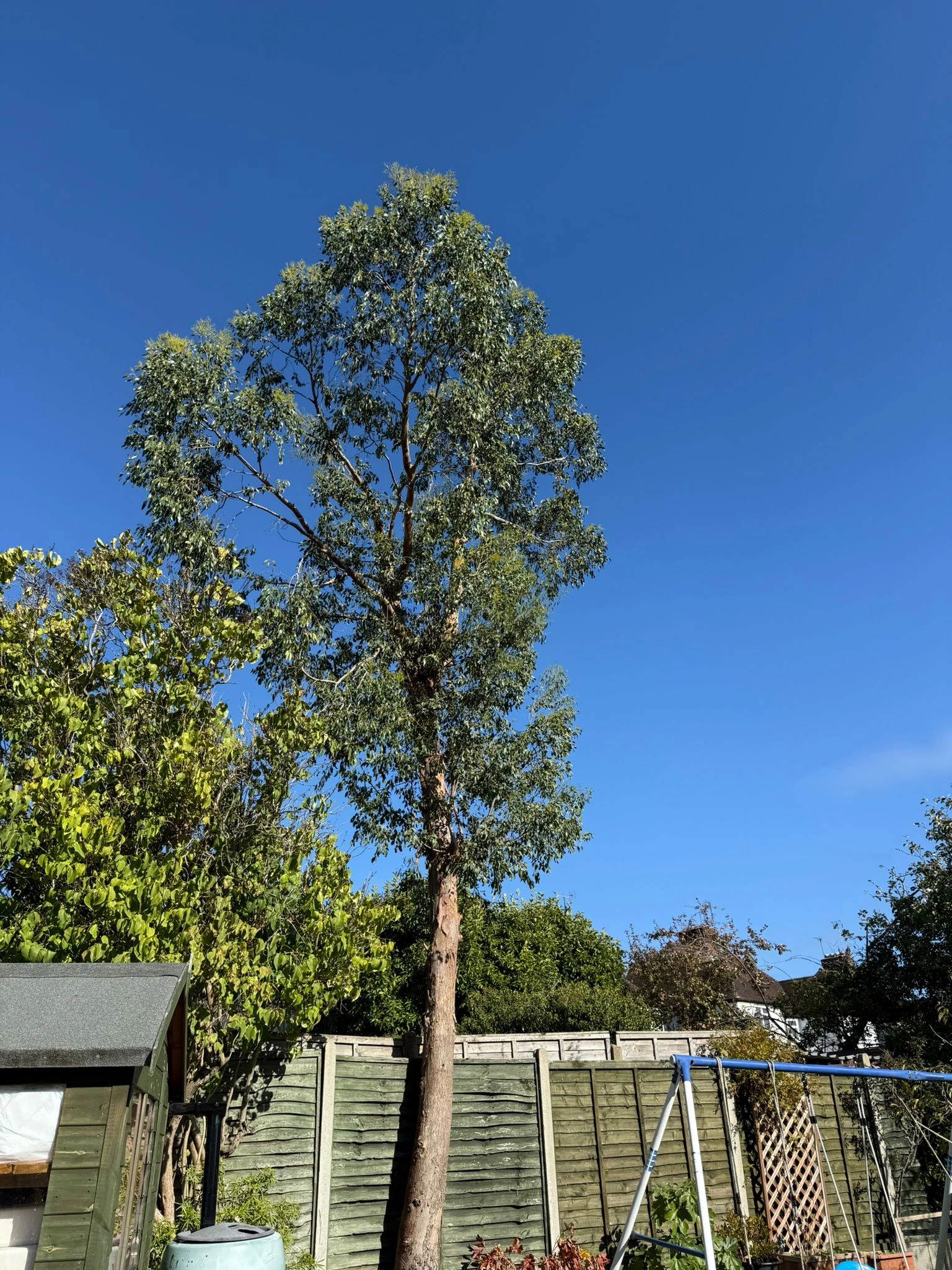 Deadwooding & Maintenance
