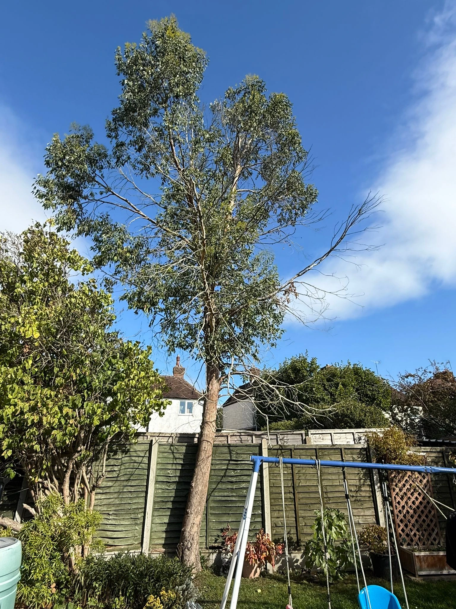 Deadwooding Project before - Professional tree work in Gloucestershire