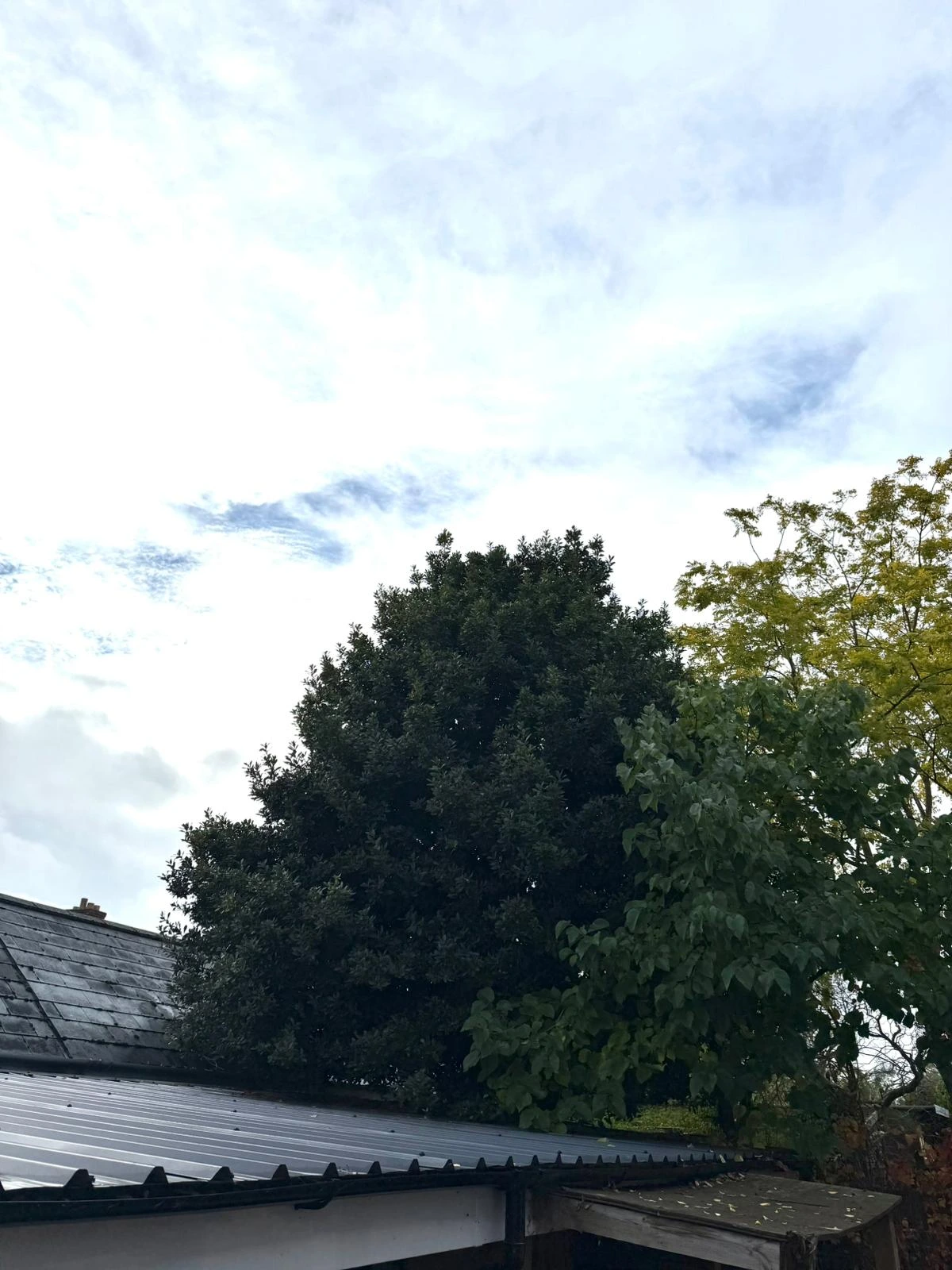 Tree Reduction before - Professional tree work in Gloucestershire