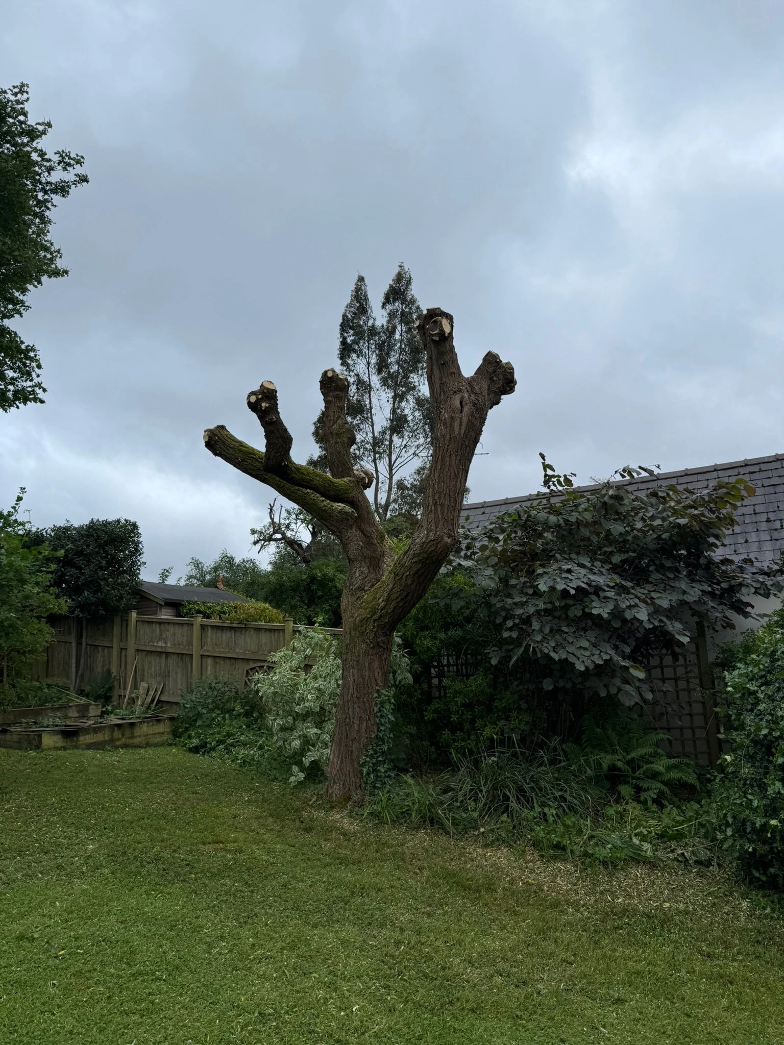 Tree Pollarding & Removals - real work by Wood Lane Treeworks in Gloucestershire