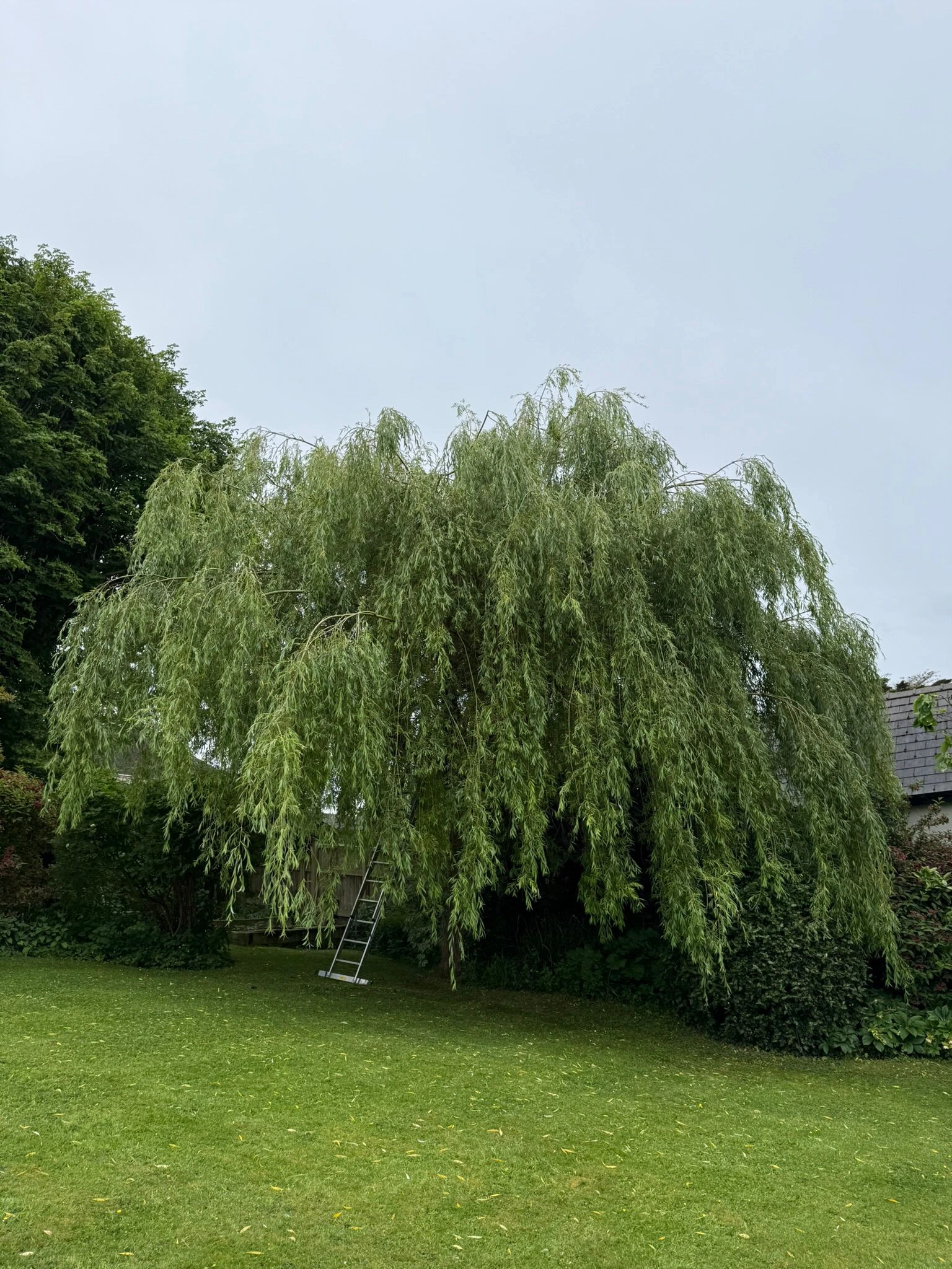 Tree Pollarding before - Professional tree work in Gloucestershire